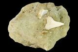 Fossil Mako Shark Tooth On Sandstone - Bakersfield, CA #144475-1